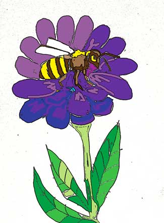 Honeybee on flower by Susan Fluegel at Grey Duck Garlic